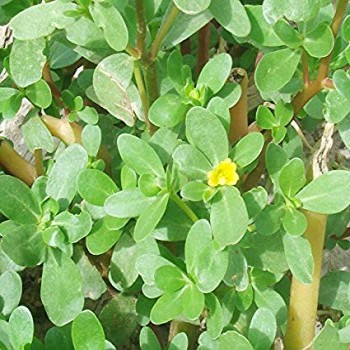 Common Purslane (Portulaca Oleracea L.)